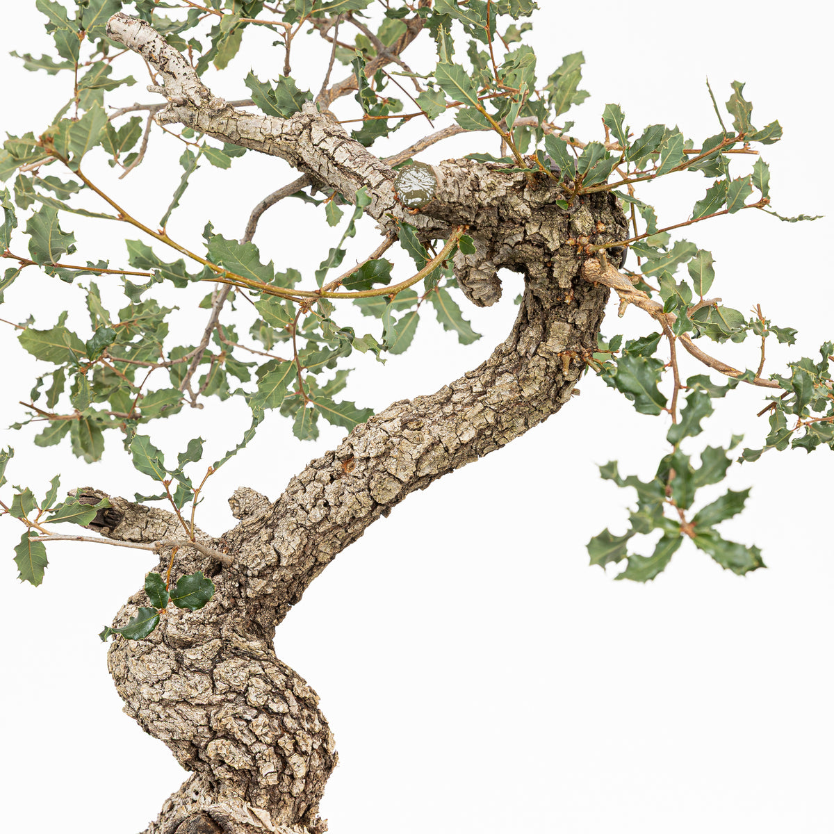 "Winding" Bonsai - Portuguese Oak (Quercus faginea)