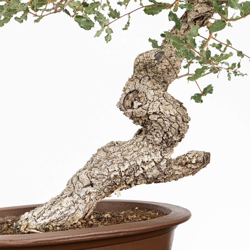 "Winding" Bonsai - Portuguese Oak (Quercus faginea)