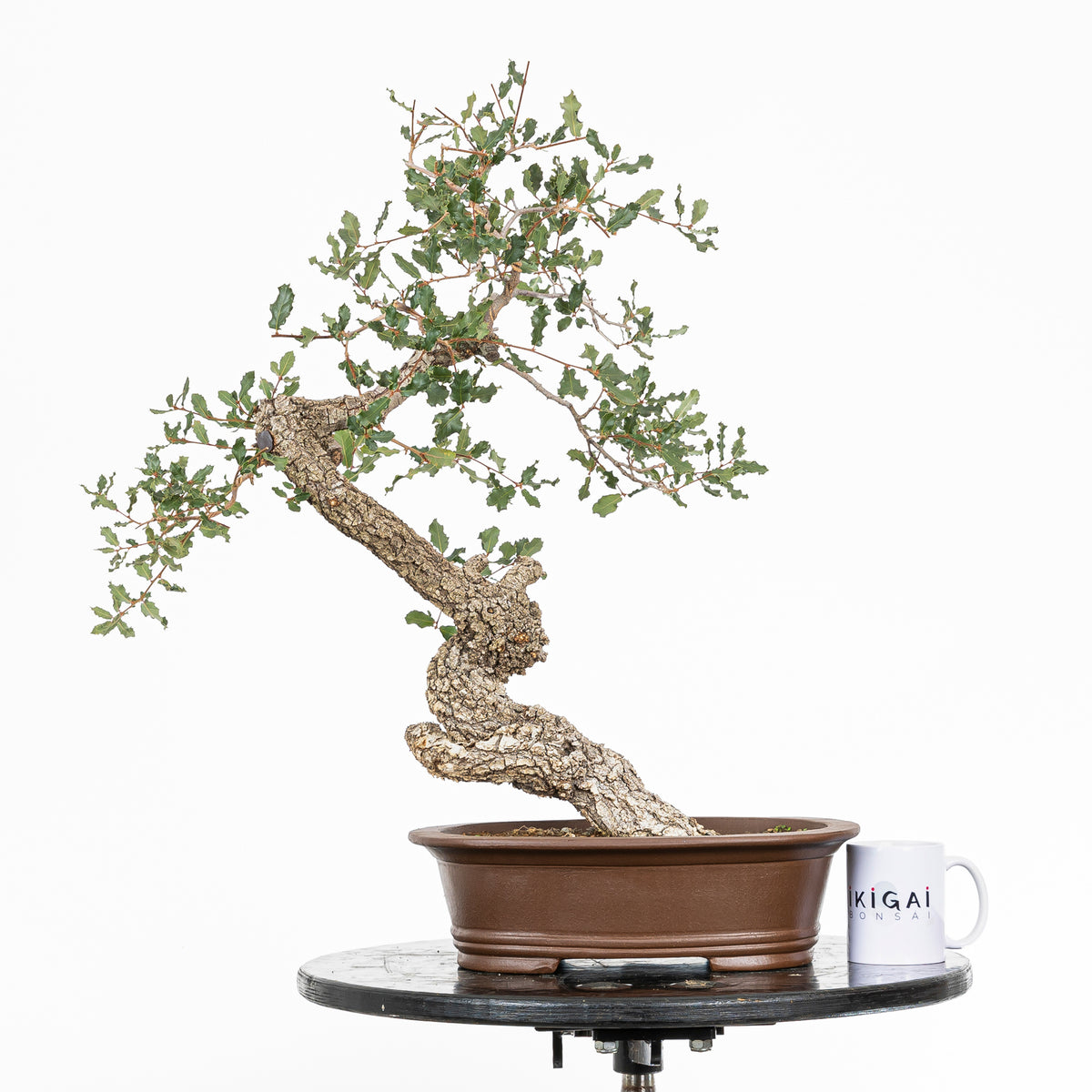 "Winding" Bonsai - Portuguese Oak (Quercus faginea)