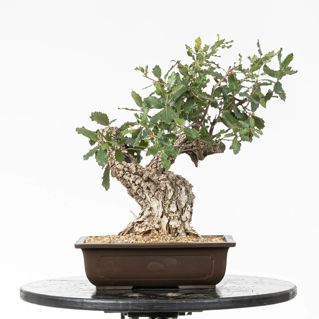 Bonsai yamadori de quercus faginea estilo moyogi y tamaño kifu