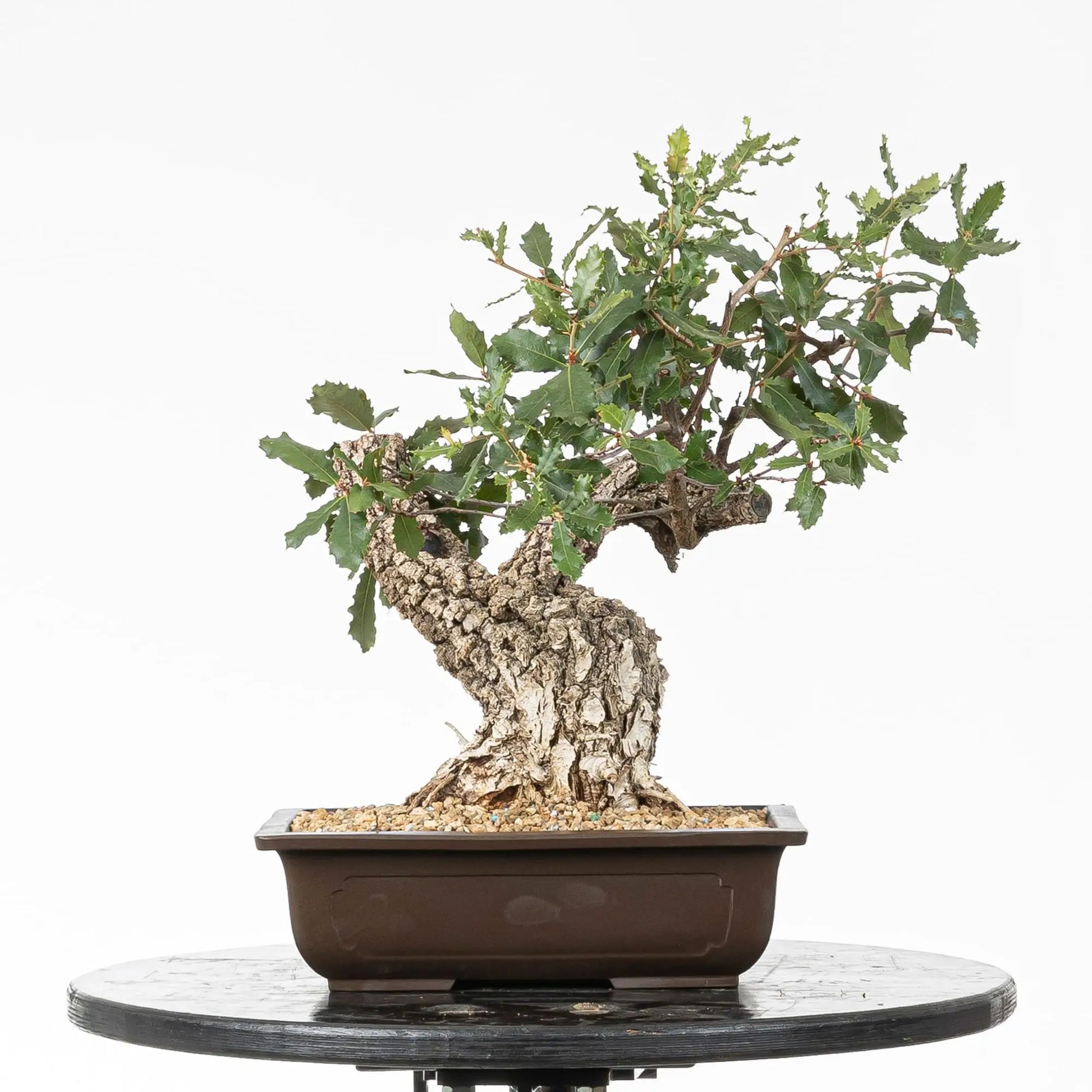 Bonsai yamadori de quercus faginea estilo moyogi y tamaño kifu