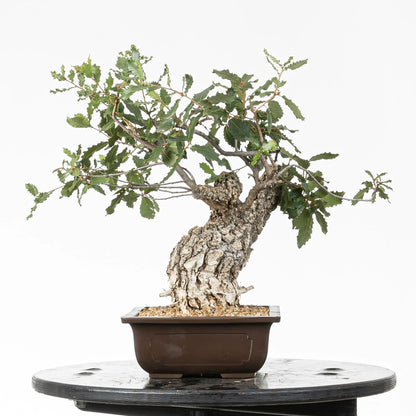 Vista derecha de bonsai de roble