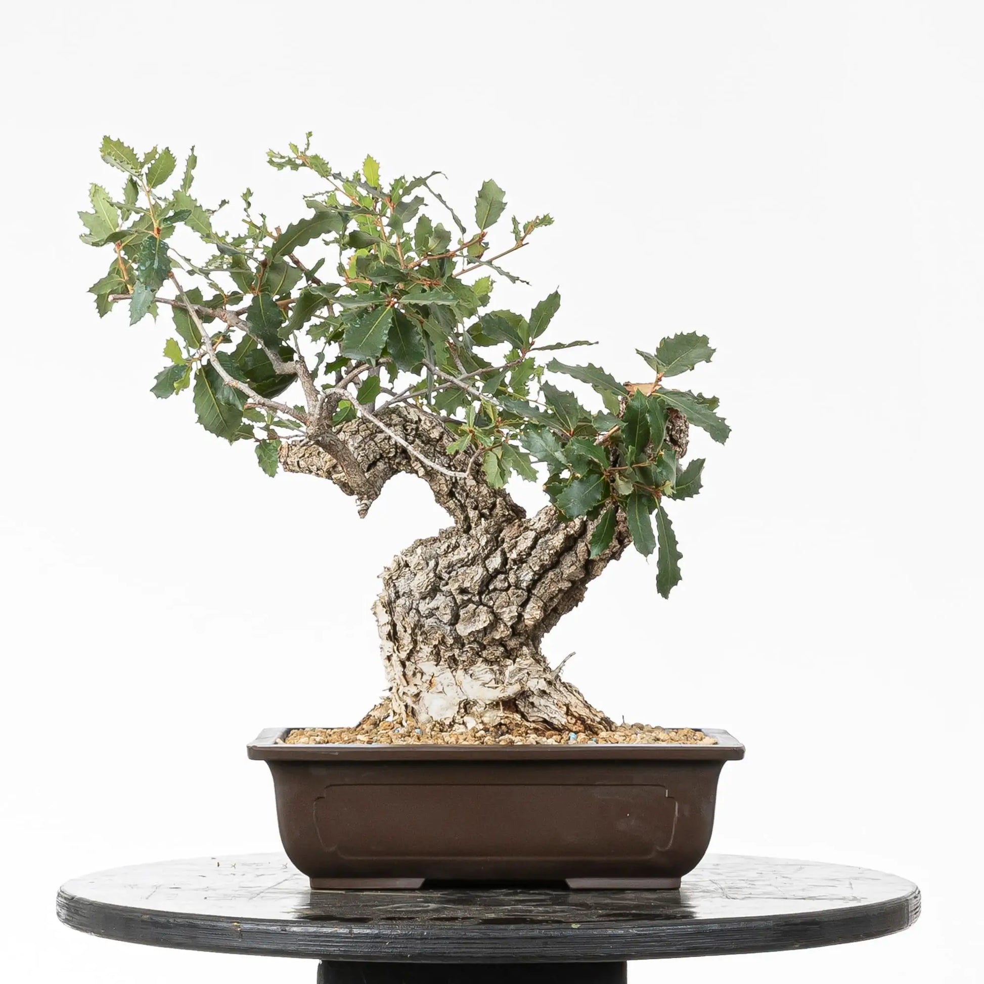 Cara trasera de bonsái de roble