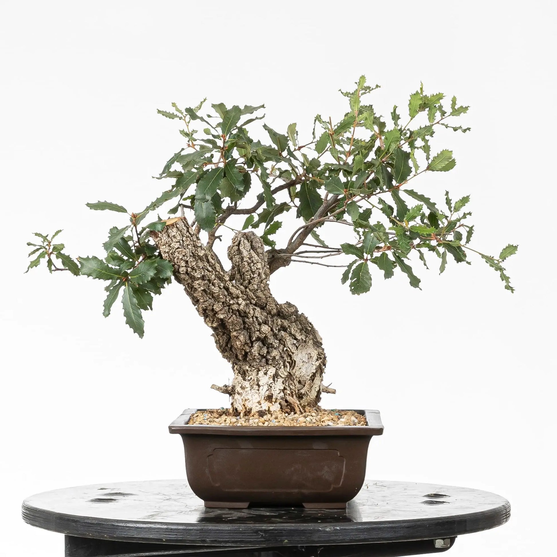 Cara izquierda de bonsai de roble