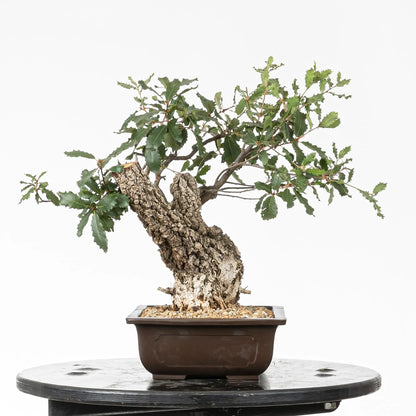 Cara izquierda de bonsai de roble