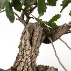 Detalle de shari y corteza de bonsai de quejigo
