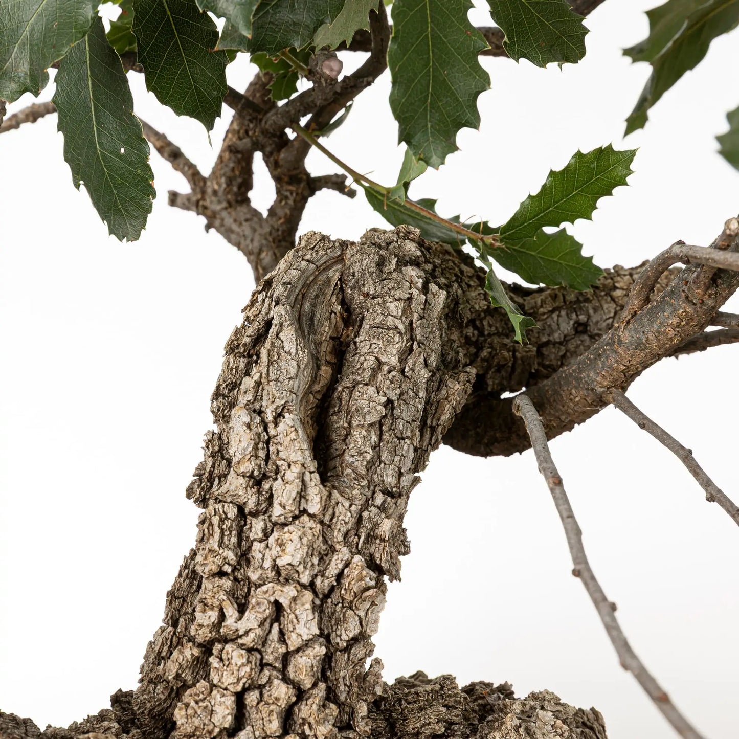 Detalle de shari y corteza de bonsai de quejigo