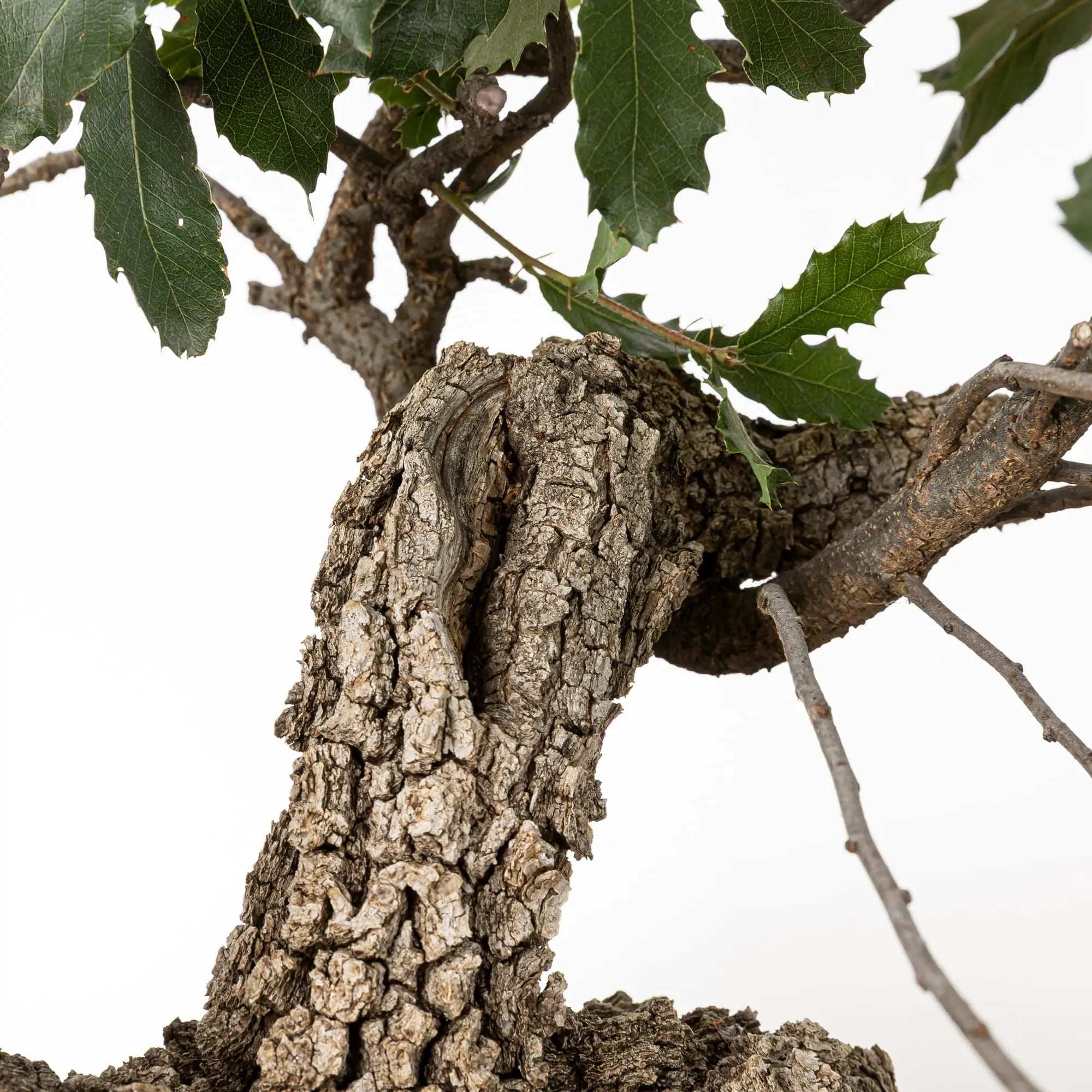 Detalle de shari y corteza de bonsai de quejigo