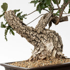 Detalle de corteza y tronco del bonsai de roble