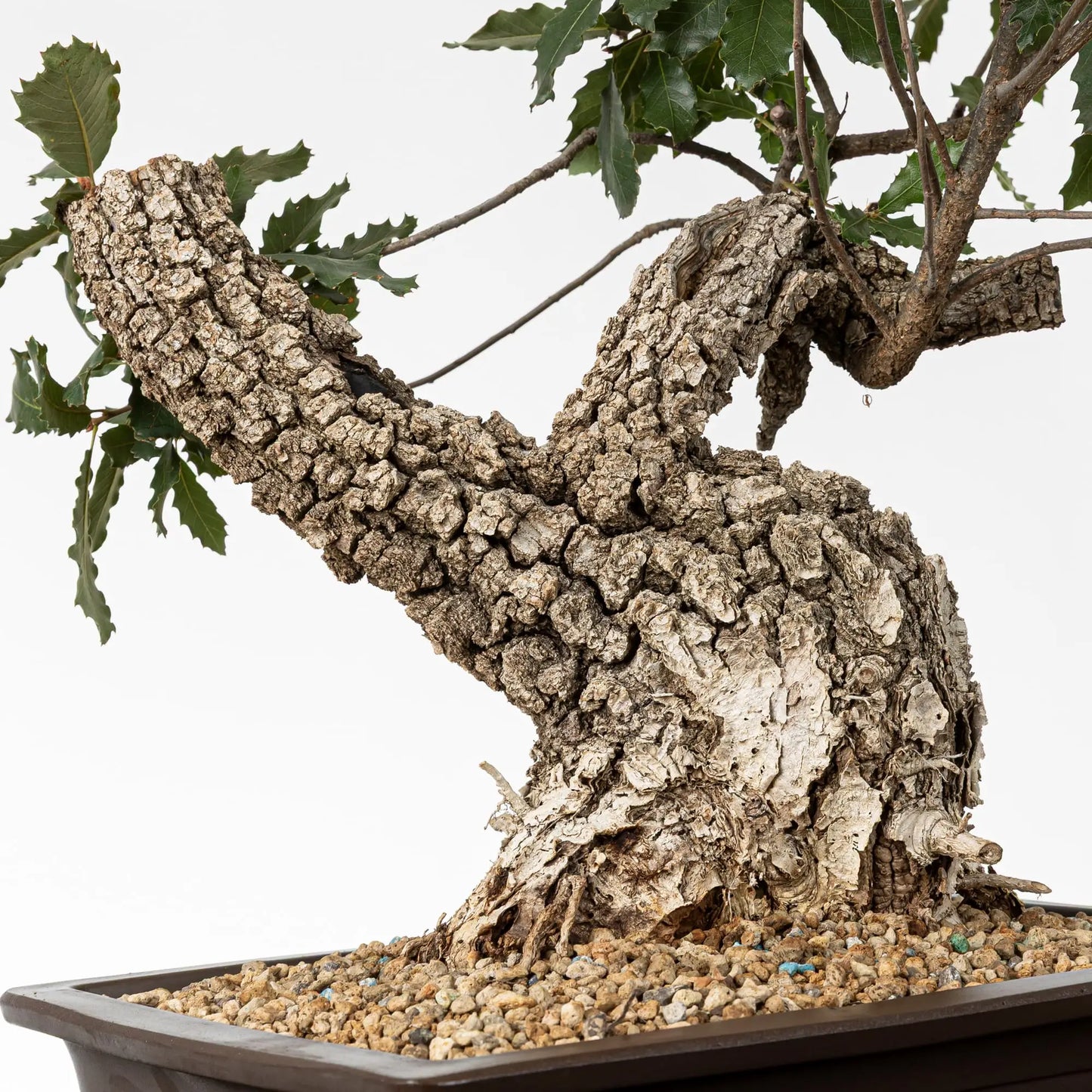 Detalle de corteza y tronco del bonsai de roble