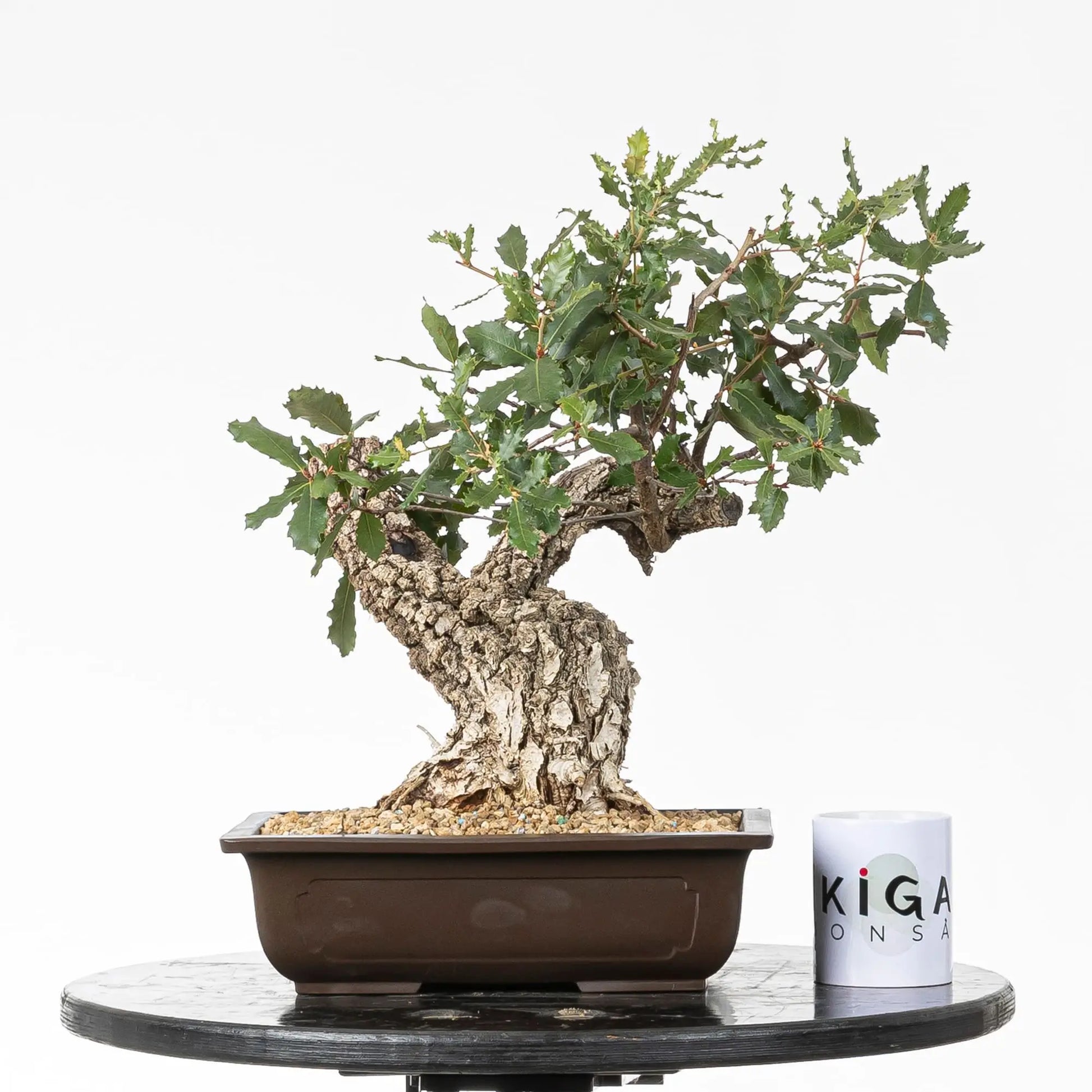 Comparativa de tamaño de bonsai de roble con una taza de café de la tienda ikigai bonsái.