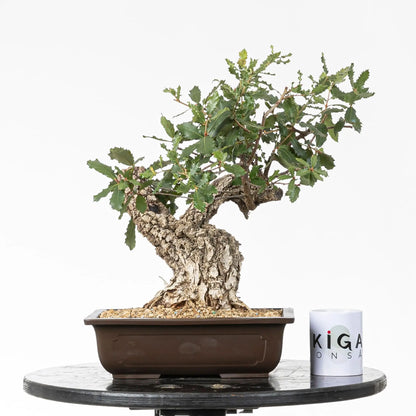 Comparativa de tamaño de bonsai de roble con una taza de café de la tienda ikigai bonsái.