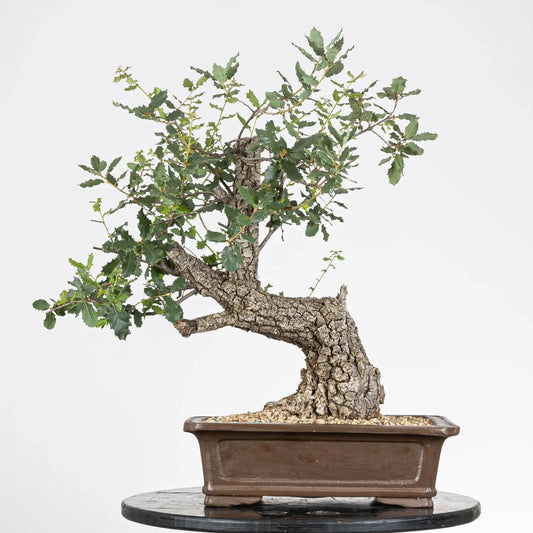 Bonsái yamadori de roble estilo moyogi y tamaño dai.