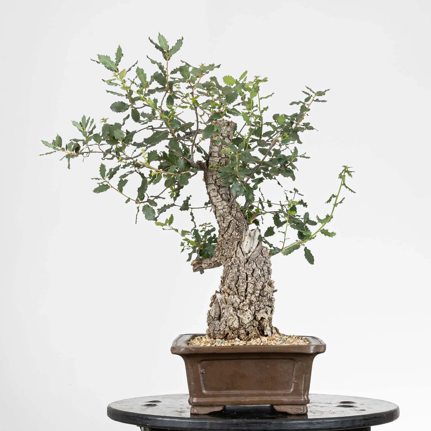 Cara derecha de bonsái