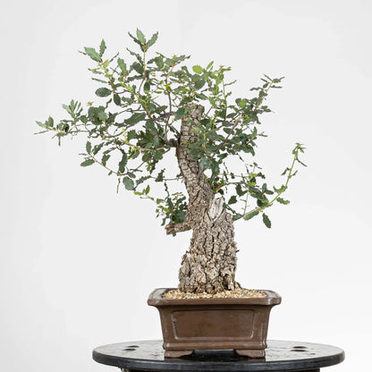 Cara derecha de bonsái