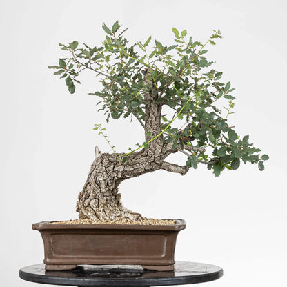 cara trasera de bonsai de roble