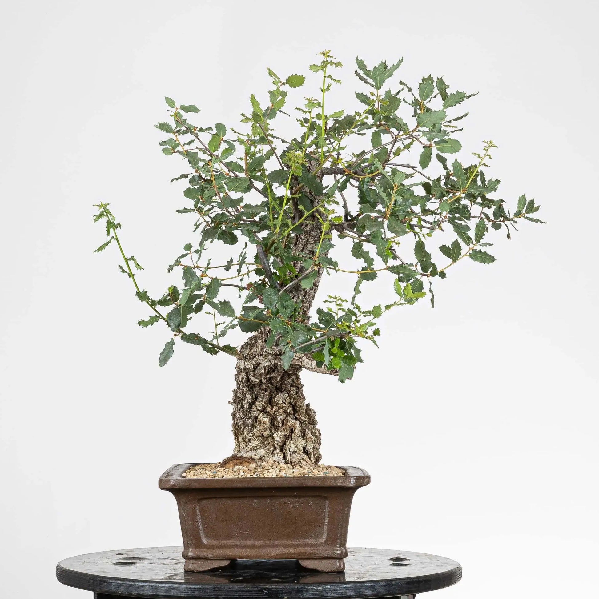 Cara izquierda de bonsái de roble