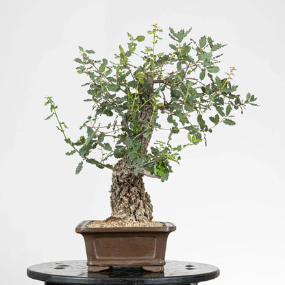 Cara izquierda de bonsái de roble