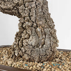 Base de bonsai de roble con mucha corteza