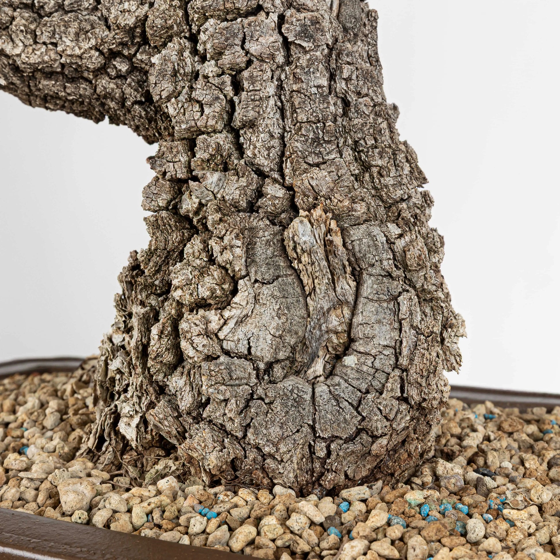 Base de bonsai de roble con mucha corteza