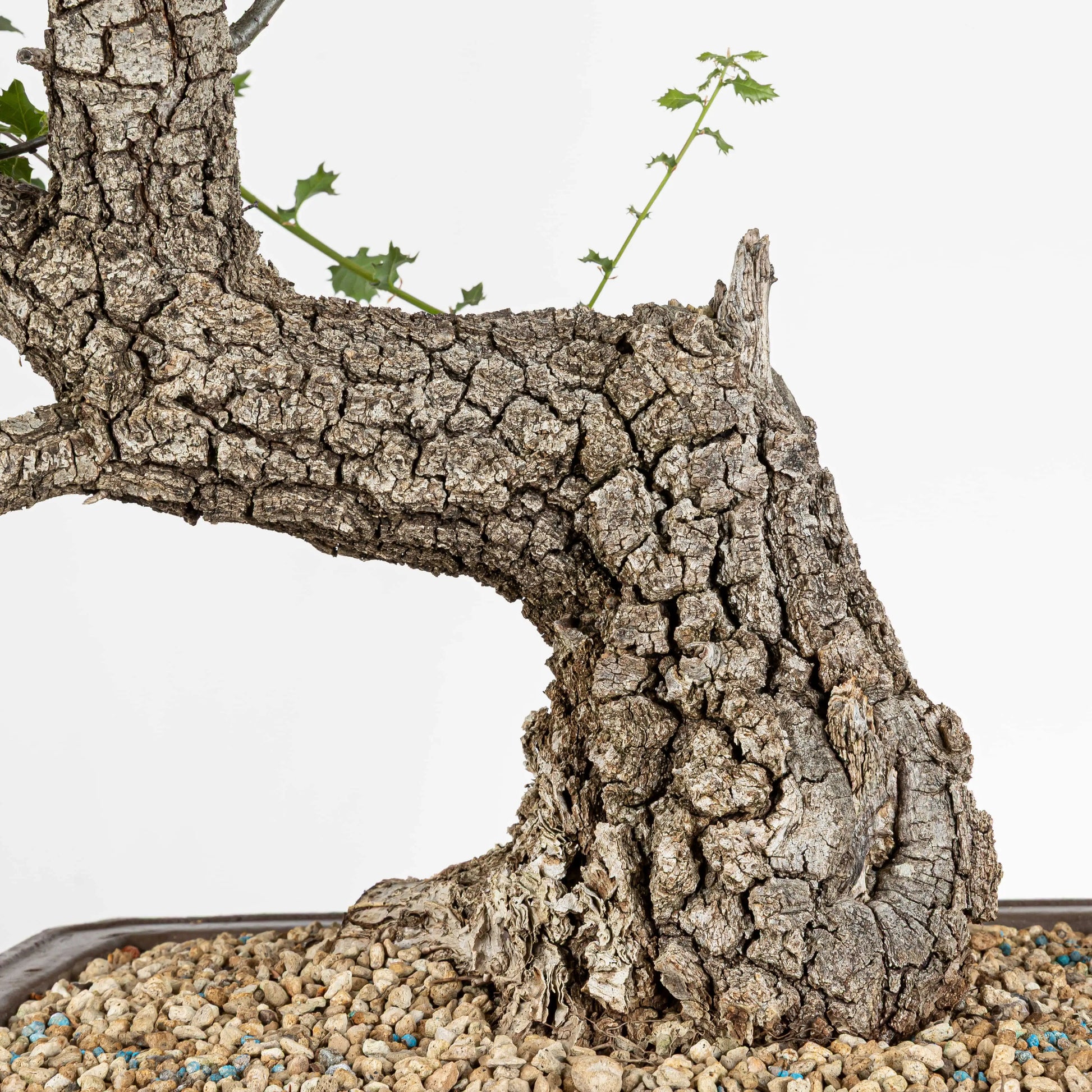 Detalle de tronco con corteza