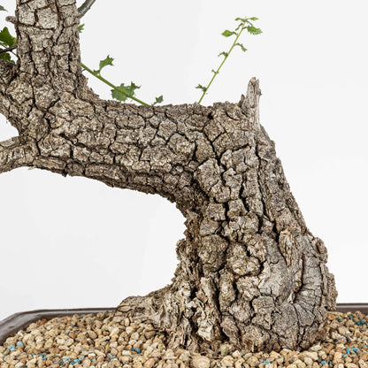 Detalle de tronco con corteza