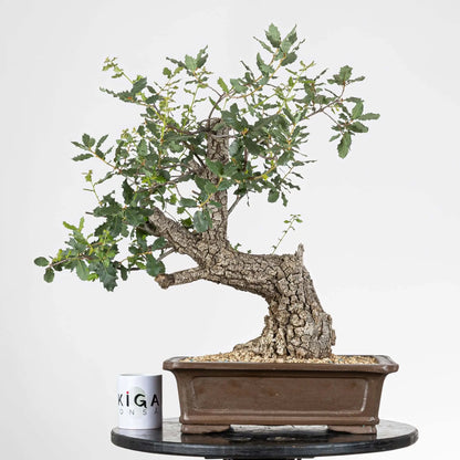 Comparativa de tamaño de bonsai de roble con una taza de ikiagia bónsai.