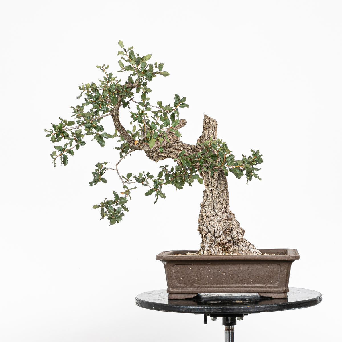 Bonsái "Corteza Surcada" - Quejigo (Quercus faginea)
