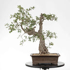 Frente de bonsái yamadori de toble en maceta rectangular y tronco con mucha corteza