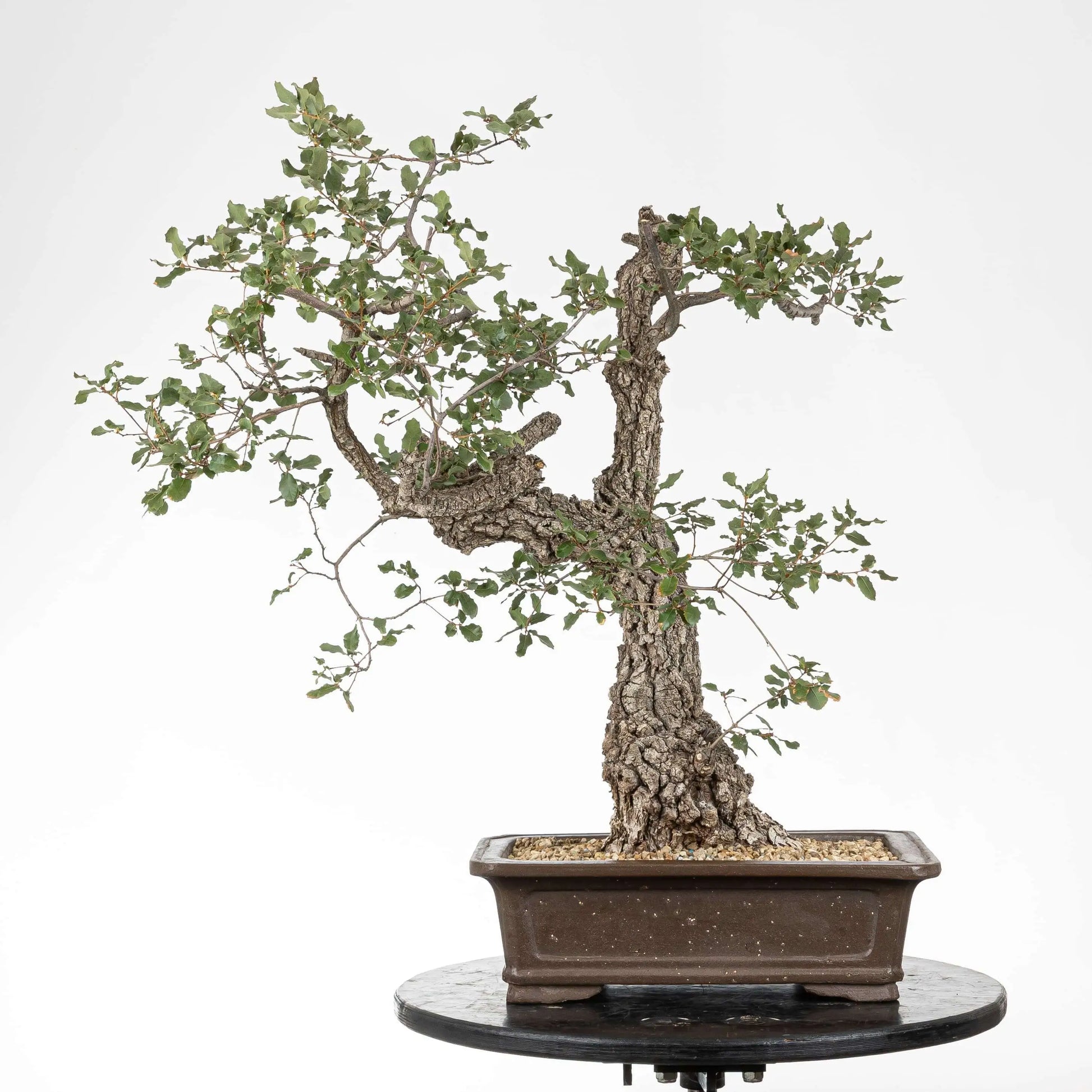 Frente de bonsái yamadori de toble en maceta rectangular y tronco con mucha corteza