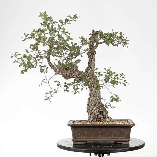 Frente de bonsái yamadori de toble en maceta rectangular y tronco con mucha corteza