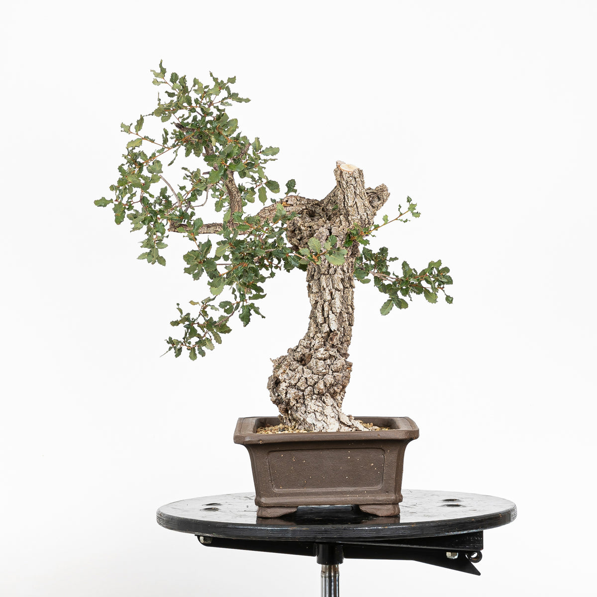 Bonsái "Corteza Surcada" - Quejigo (Quercus faginea)