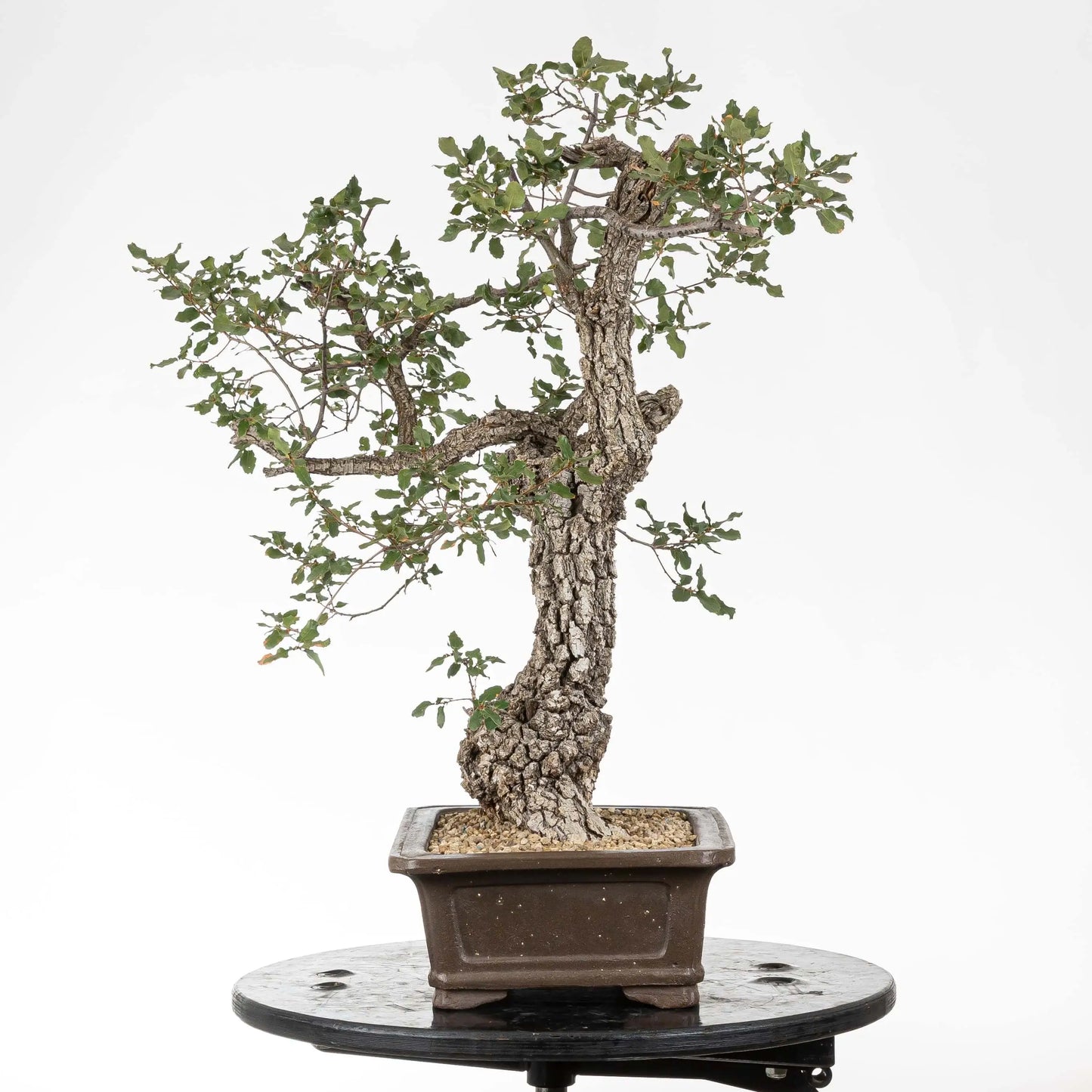 Cara derecha de bonsai de roble con ramas y corteza