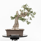 Bonsái "Corteza Surcada" - Quejigo (Quercus faginea)