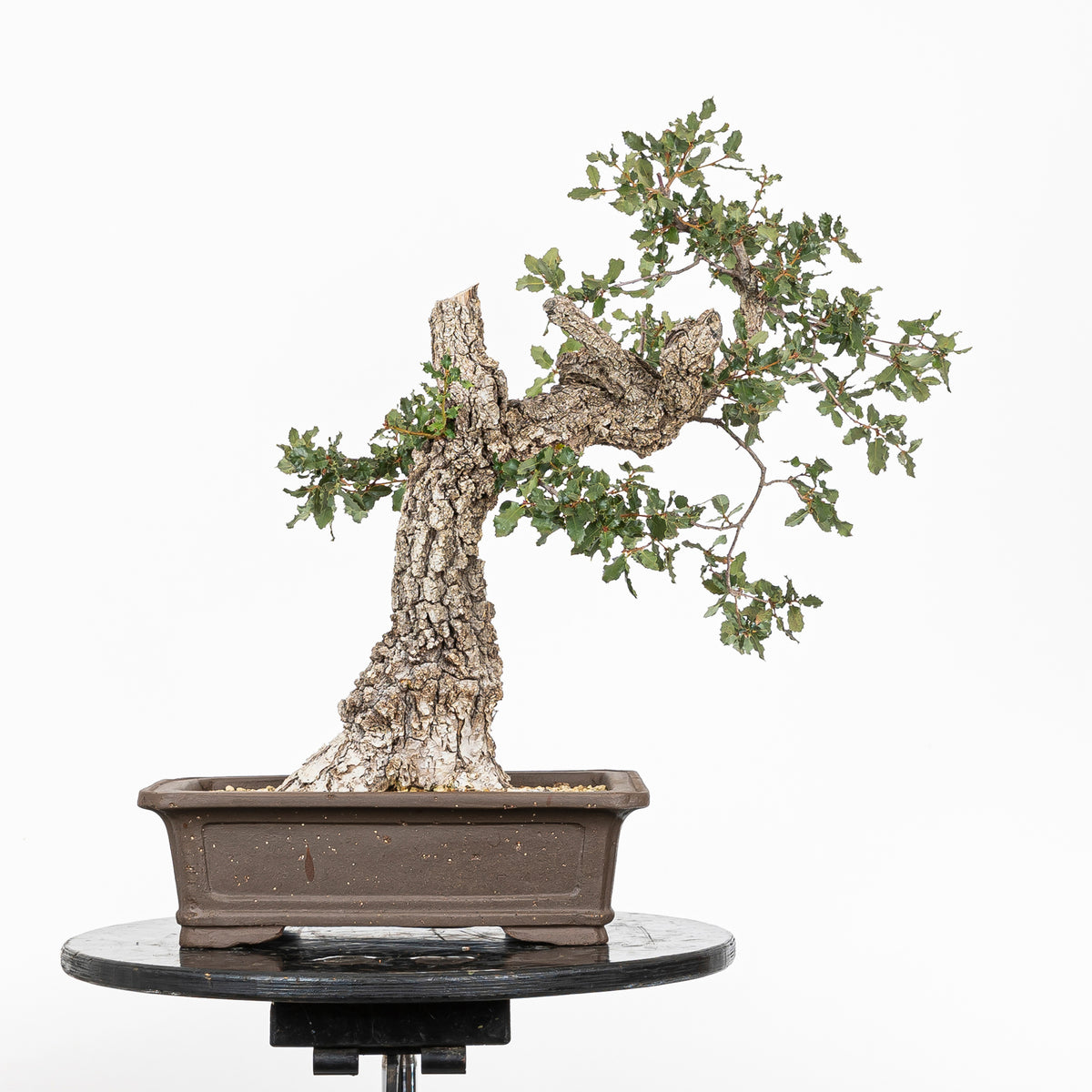 Bonsái "Corteza Surcada" - Quejigo (Quercus faginea)