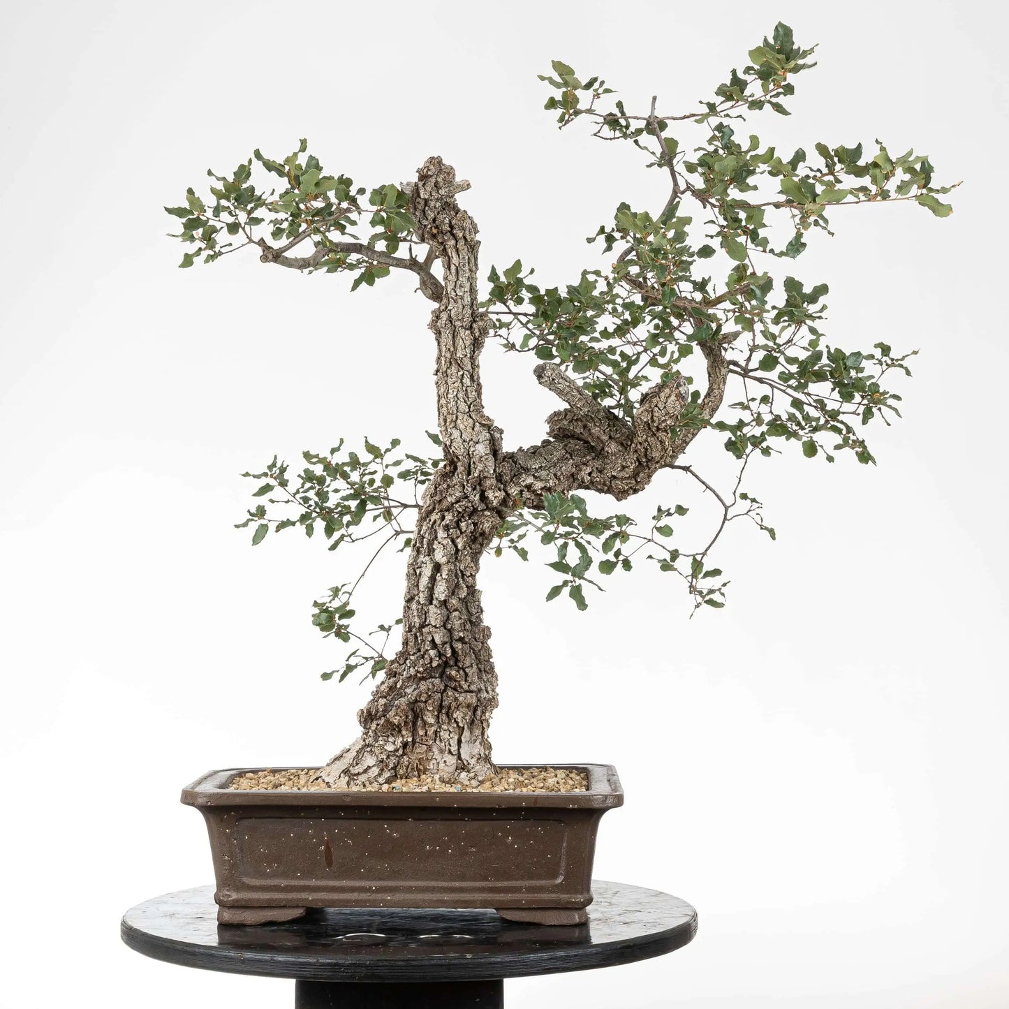 Cara trasera de bonsai de quejigo con mucha corteza