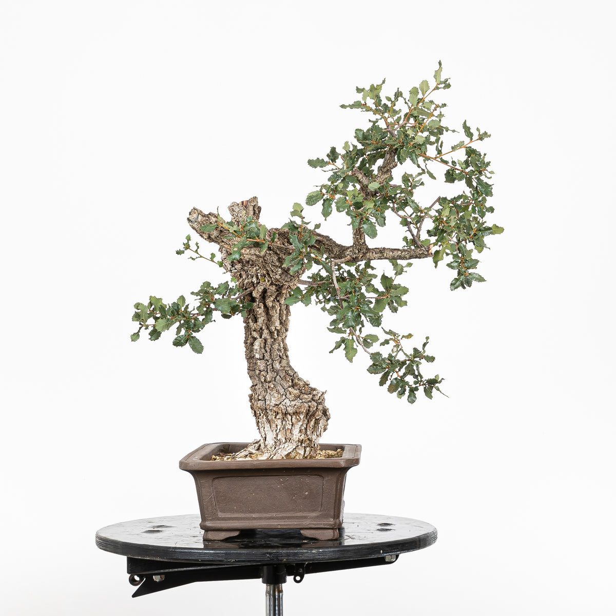 Bonsái "Corteza Surcada" - Quejigo (Quercus faginea)