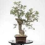 Cara izquierda de bonsai yamadori de roble con muchas rams y corteza