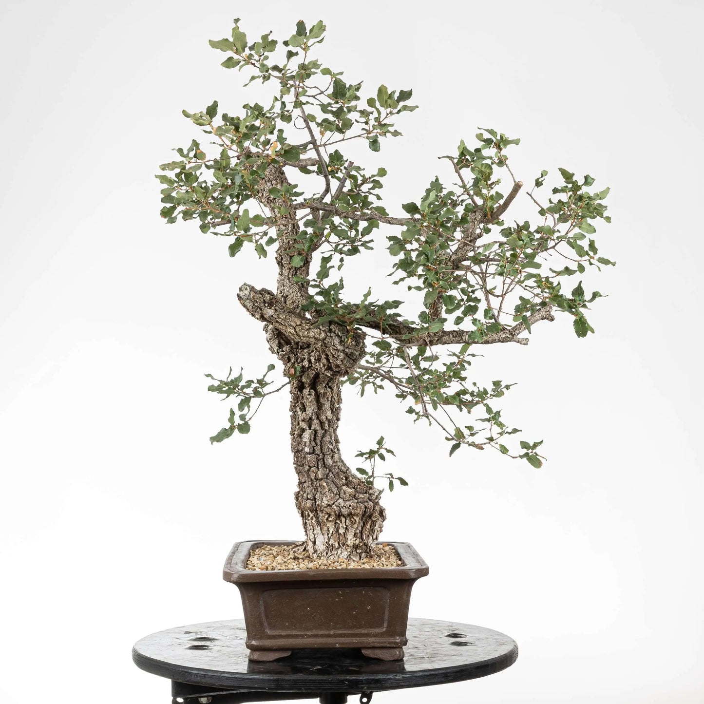 Cara izquierda de bonsai yamadori de roble con muchas rams y corteza