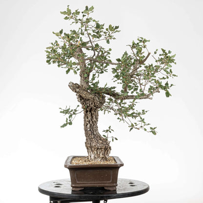 Cara izquierda de bonsai yamadori de roble con muchas rams y corteza