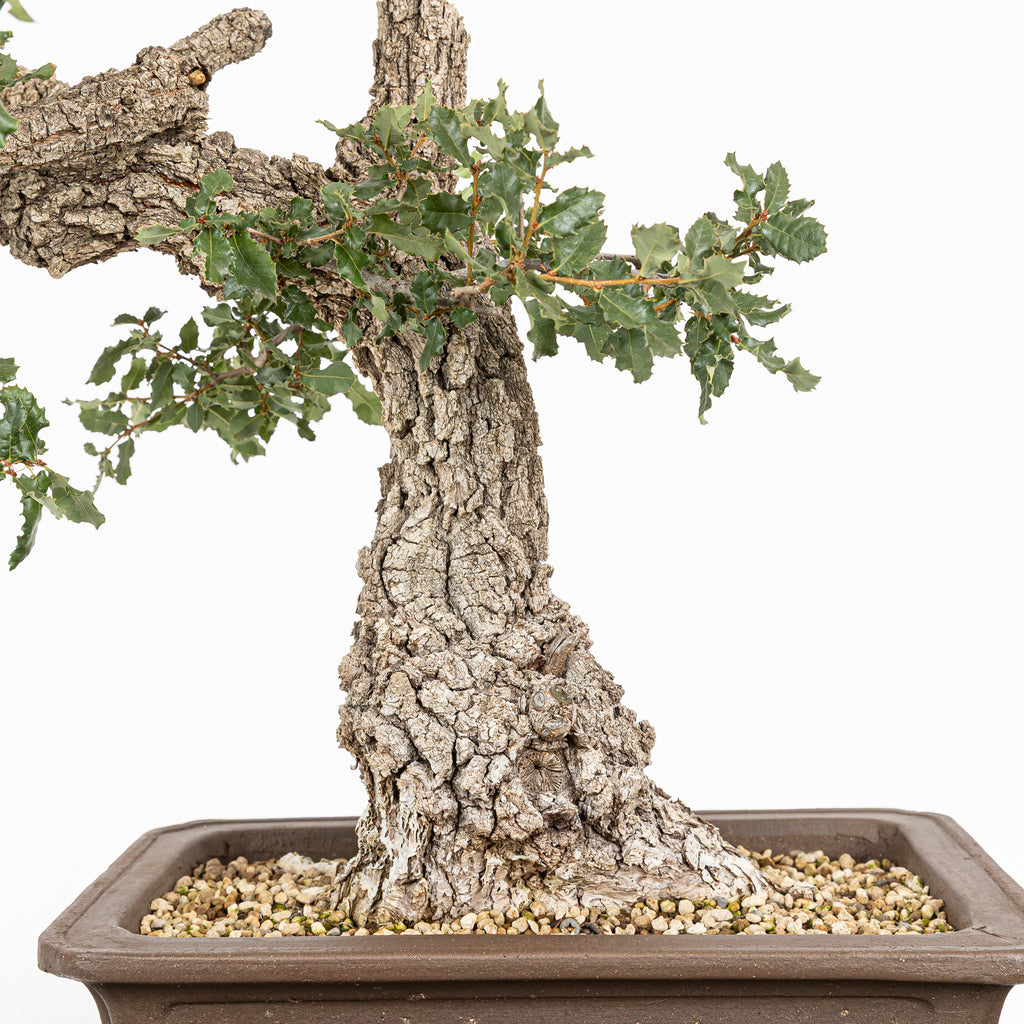 Bonsái "Corteza Surcada" - Quejigo (Quercus faginea)