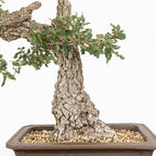 Bonsái "Corteza Surcada" - Quejigo (Quercus faginea)