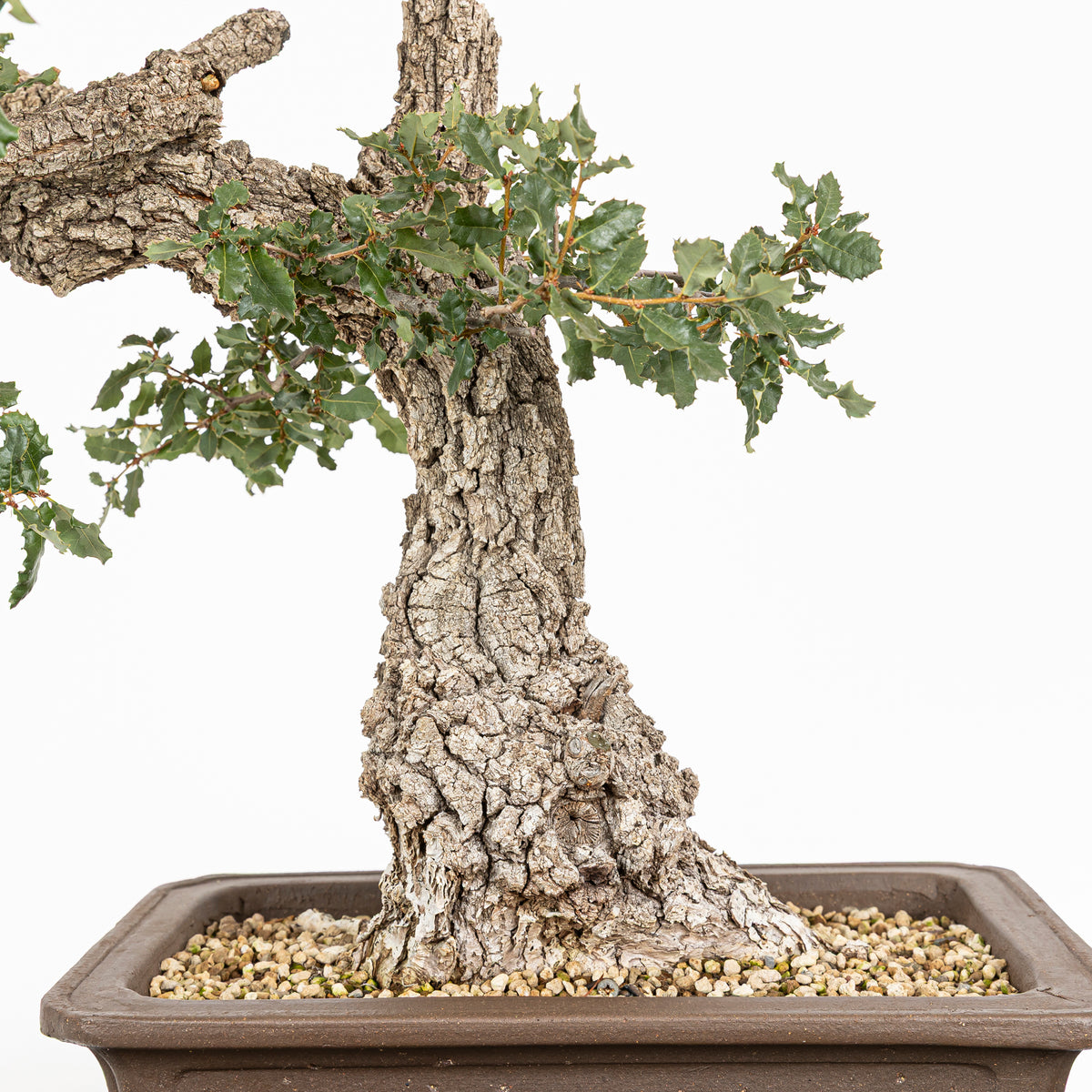 Bonsái "Corteza Surcada" - Quejigo (Quercus faginea)