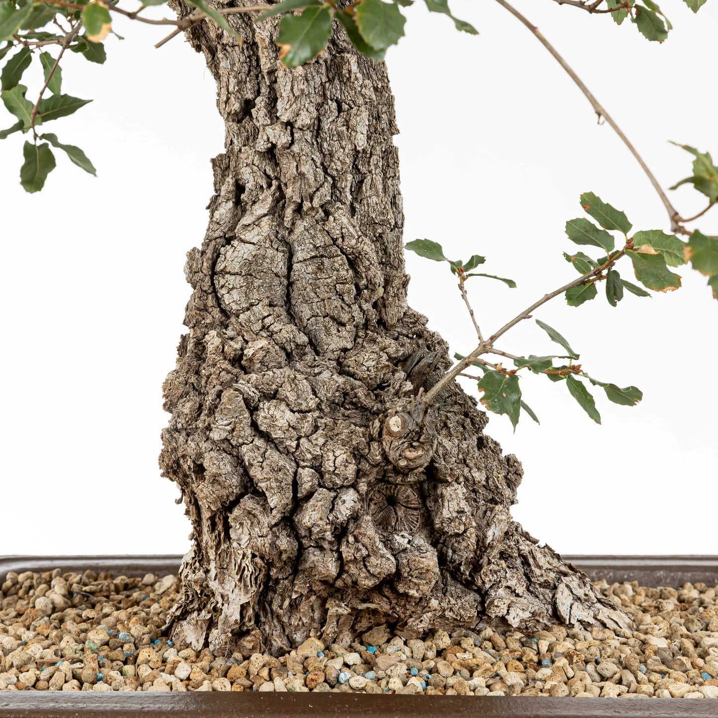 Detalle de base o nebari con corteza y se observa sustrato de bonsái con pomice akadama 