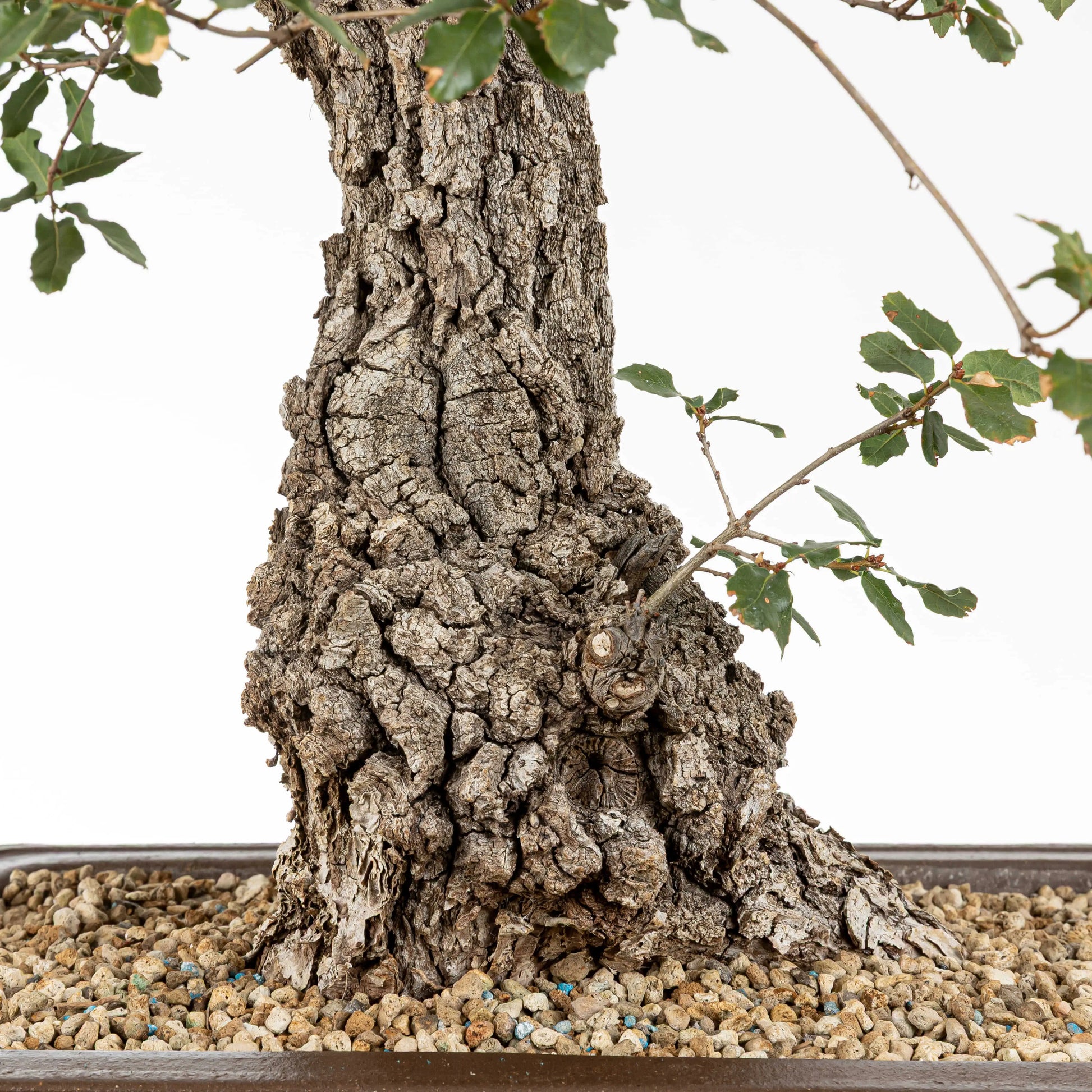 Detalle de base o nebari con corteza y se observa sustrato de bonsái con pomice akadama 