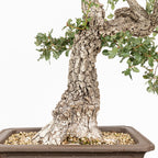 Bonsái "Corteza Surcada" - Quejigo (Quercus faginea)