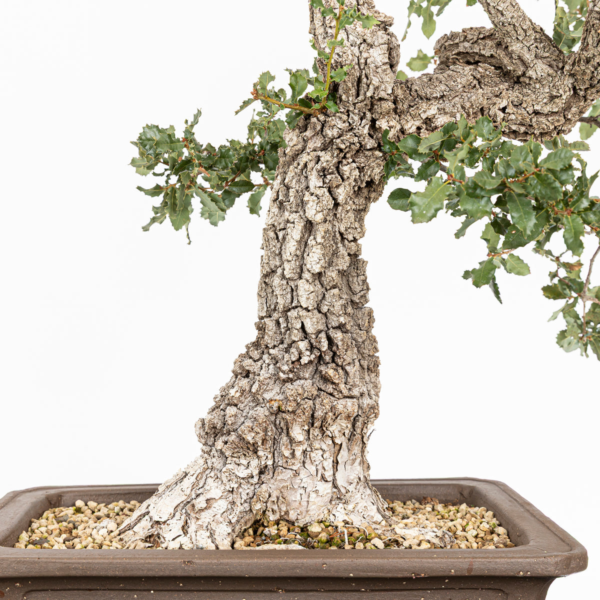 Bonsái "Corteza Surcada" - Quejigo (Quercus faginea)