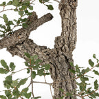 Detalle de corteza de bonsai de roble