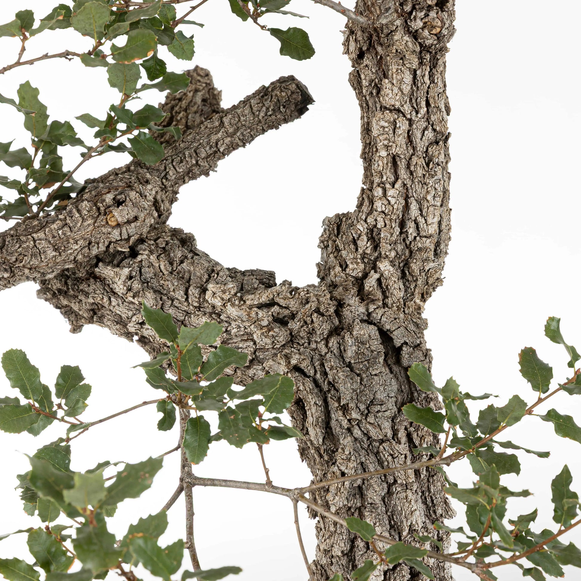 Detalle de corteza de bonsai de roble