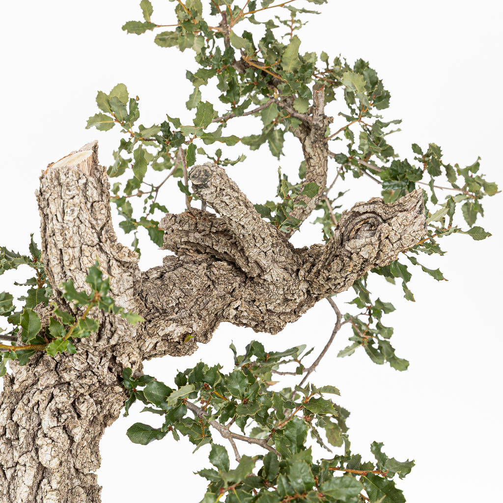 Bonsái "Corteza Surcada" - Quejigo (Quercus faginea)